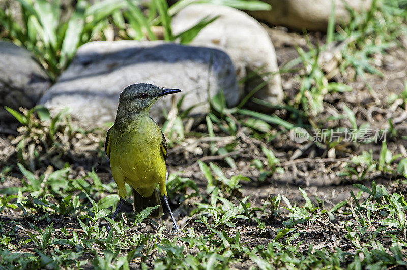 牛暴君(Machetornis rixosa)是暴龙科的一种鸟类。巴西潘塔纳尔湿地之类。